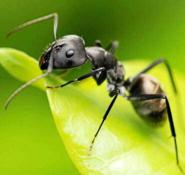 Ant Control Service